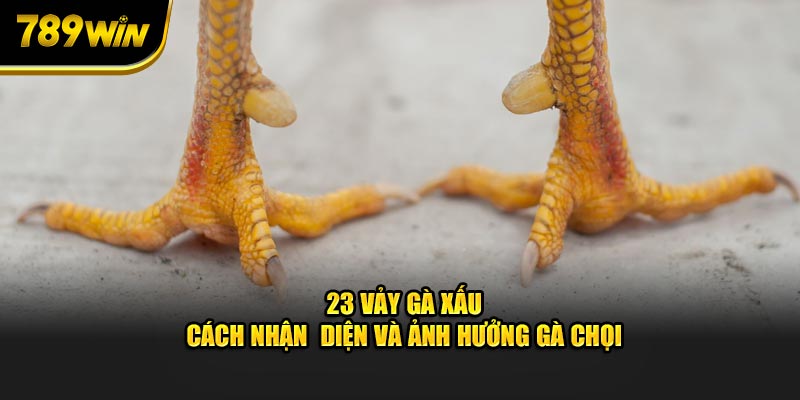 23-vay-ga-xau-cach-nhan-dien-va-anh-huong-ga-choi