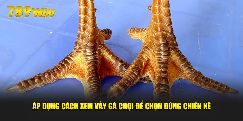 Áp dụng cách xem vảy gà chọi để chọn đúng chiến kê