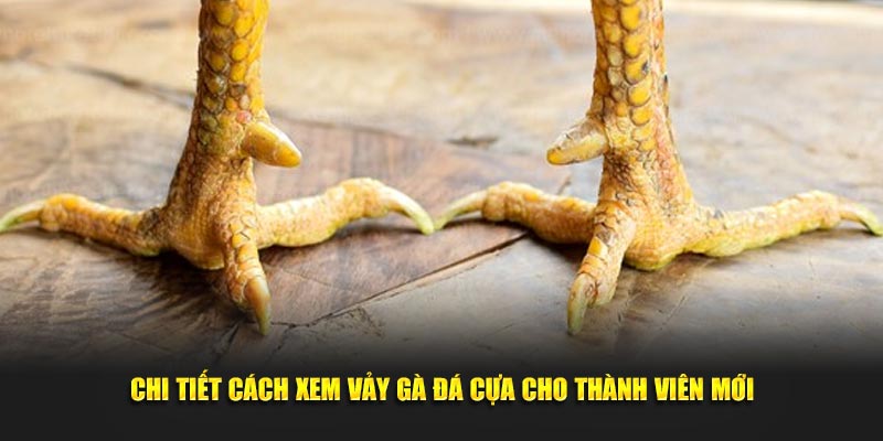 Chi tiết cách xem vảy gà đá cựa cho thành viên mới