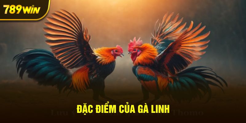 Đặc điểm nổi bật của gà Linh 