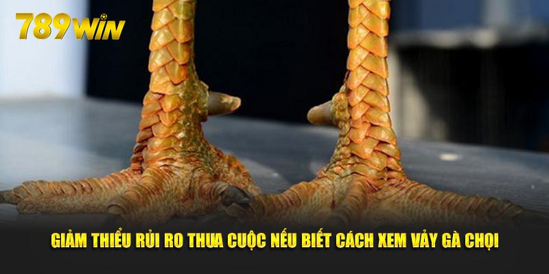 Giảm thiểu rủi ro thua cuộc nếu biết cách xem vảy gà chọi