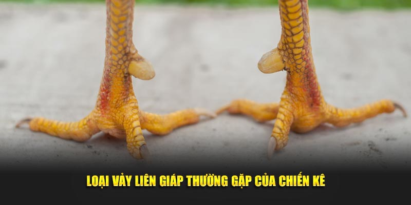 Loại vảy liên giáp thường gặp của chiến kê