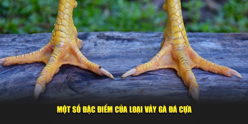 Một số đặc điểm của loại vảy gà đá cựa