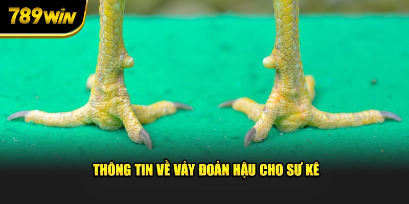 Thông tin về vảy đoản hậu cho sư kê