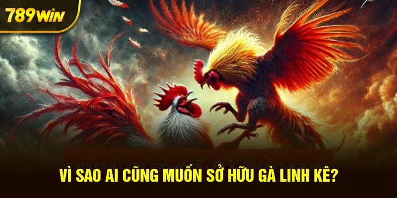 Vì sao kê thủ muốn sở hữu gà Linh kê?